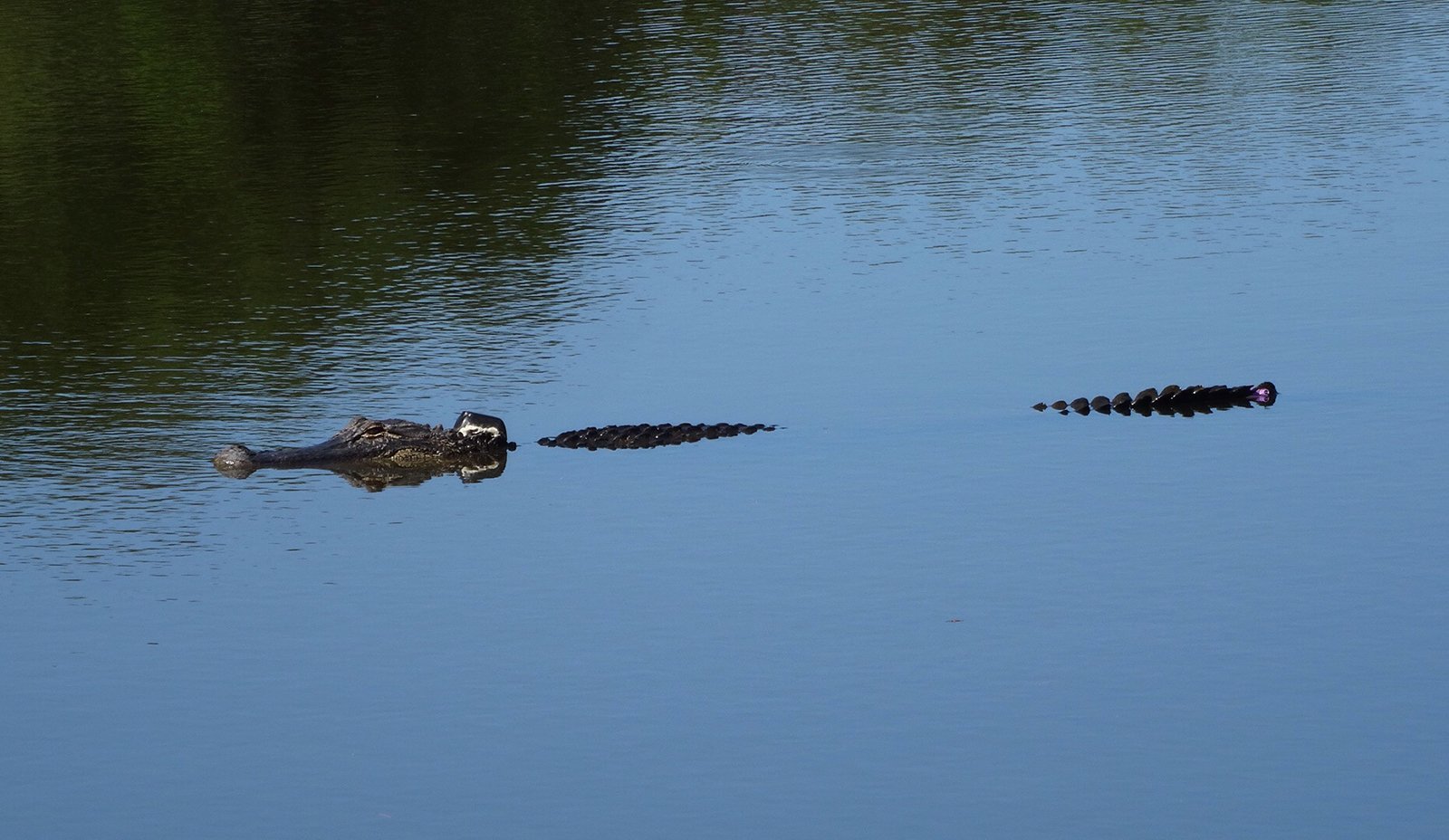 David Love's photo of tagged alligator in Sea Pines