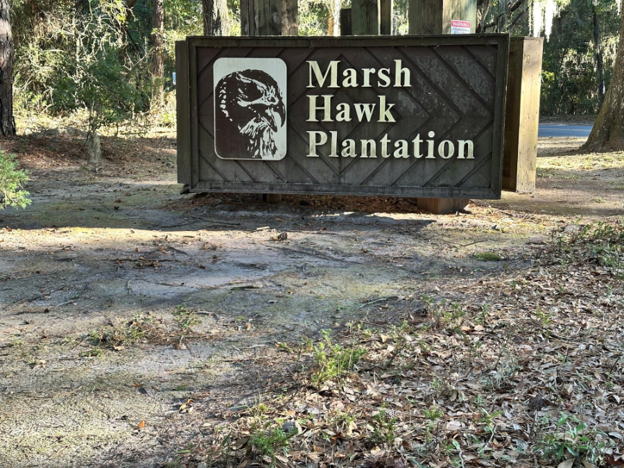 Marsh_Hawk_Plantation