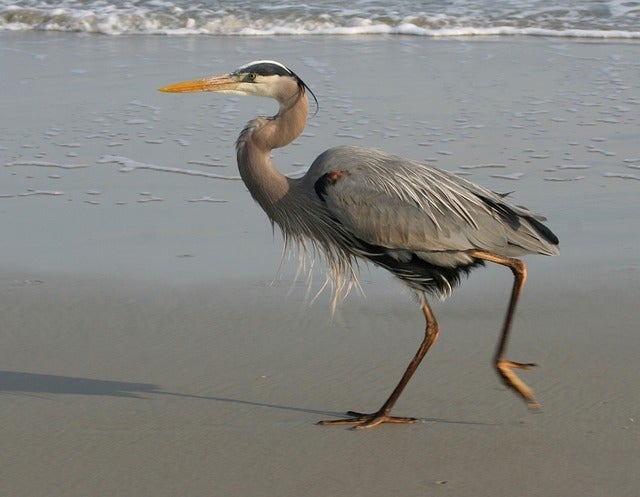 blue-heron